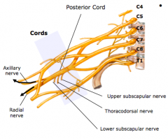 Branches- posterior cord
a.	axillary n
b.	radial n
c.	thoracodorsal n
d.	upper subscapular n
e.	lower subscapular n