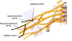 Branches- lateral cord divides into
a.	musculocutaneous n 
b.	lateral pectoral n
c.	lateral cord and medial cord merge to form median n