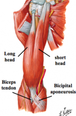 2.	Biceps brachii
a.	Proximal attachments
•	Long head – supraglenoid tubercle of scapula
•	Short head – coracoid process of scapula
b.	Distal attachments
•	Radial tuberosity of radius
•	Bicipital aponeurosis – fascia the extends from distal biceps t
