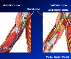 3.	Radial nerve
a.	Travels posterior to brachial artery and medial to humerus
b.	Descends with deep artery of arm (deep brachial artery)
c.	Travels posterior to humerus in radial groove
d.	Wraps anterior and pierces lateral intermuscular septum 
e.	T