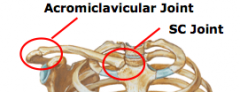 1.	Acromioclavicular joint (AC)
a.	Ligaments of AC joint
•	AC Ligament – superior and inferior portion 
•	Coracoclavicular ligament 
(i)	2 ligaments that connect coracoid process of scapula and inferior surface of clavicle
1.	trapezoid ligament (cora