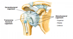 GH Joint

2.	Glenohumeral Joint (GH) (pages 788-795)
a.	humeral head articulates with glenoid cavity of humerus
b.	glenoid labrum increases congruency of the joint
c.	ligaments of the GH joint
•	glenohumeral ligaments (strengthen anterior aspect of 