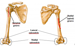 Distal Humerus 
a.	Radial (spiral) groove	
•	“groove” for radial nerve as it travels posterior to humerus
b.	Trochlea
c.	Capitulum
d.	Three fossa of the distal humerus 
•	Olecranon fossa – posterior surface
•	Coronoid fossa – anterior surface
•	Ra