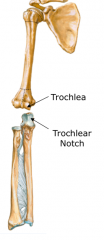 Ulna
a.	Stabilizing bone of the forearm
b.	Articulations
•	Humeroulnar joint – articulation between trochlea of the humerus and trochlear notch of ulna
•	Proximal and distal radioulnar joints
c.	Landmarks of ulna
•	olecranon
(i)	attachment for tric