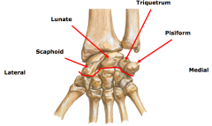 Carpal bones
1.	eight carpal bones arranged in two rows of four
2.	Proximal Row (lateral to medial)
a.	Scaphoid
b.	Lunate
c.	Triquetrium
d.	Pisiform
3.	Distal Row (lateral to medial)
a.	Trapezium
b.	Trapezoid
c.	Capitate
d.	Hamate