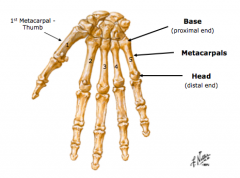 Metacarpals
1.	Base 
a.	proximal end
b.	forms CMC (carpometacarpal) joint by articulation with carpals 
2.	Head 
a.	distal end, forms “knuckles” of hand
b.	Forms MCP (metacarpal-phalangeal) joint by articulating with phalanges