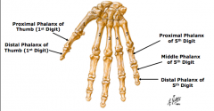 Phalanges
1.	proximal, middle and distal (except thumb…proximal and distal only)
2.	numbered lateral to medial
a.	thumb = 1st digit
b.	index finger = 2nd digit
c.	middle finger = 3rd digit
d.	ring finger = 4th digit
e.	“pinky” finger = 5th digit
3