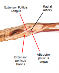 Anatomical Snuff Box
A.	Triangular space along the lateral wrist
B.	Borders
4.	abductor pollicis longus & extensor pollicis brevis tendons
5.	extensor pollicis longus tendon
C.	Contains radial artery as it passes to the hand to form the deep palmer a