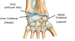 Wrist Joint 
A.	Articulations
4.	distal radius and carpal bones
5.	TFCC (see above) and the carpal bones 

B.	Ligaments
4.	medial (ulnar) and lateral (radial) collateral ligaments
