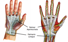 Palmer aponeurosis
4.	apex (proximal) – continuous with flexor retinaculum and palmaris longus tendon