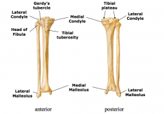 Tibia
1.	medial/lateral condyles
2.	tibial tuberosity
3.	medial/lateral plateaus
4.	medial malleolus

Fibula
1.	head of fibula
2.	lateral malleolus