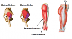 internal rotation of hip
a.	gluteus minimus
b.	gluteus medius
c.	TFL
d.	medial hamstrings 
•	semimembranosus
•	semitendinosus