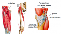Sartorius
P = ASIS and superior part of notch inferior to it
D = superior part of medial surface of tibia
N = Femoral N (L2 and L3)
A = Flexes, abducts, and laterally (externally) rotates thigh at hip; flexes leg at knee joint,