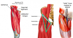 Femoral triangle
a.	Boundaries
•	Superior/base – inguinal ligament
•	Medially – adductor longus
•	Laterally – sartorius
•	Apex – where sartorius and adductor longus meet 
(i)	This is the start of the adductor canal
•	Floor – adductor longus, pectin