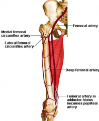 Arteries
a.	Femoral A.
•	descends in adductor canal, passes through adductor hiatus and enters posterior knee region known as popliteal fossa
•	provides blood supply to the leg/foot
b.	Deep femoral A.
•	Major artery to supply the thigh, gives of perf
