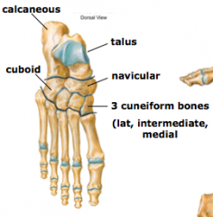 Foot and Ankle Joints
1.	Foot is divided into three regions
a.	Hindfoot
•	Talus
•	Calcaneus
b.	Midfoot
•	Navicular
•	Cuboid
•	Cuneiforms
c.	Forefoot
•	Metatarsals
•	Phalanges