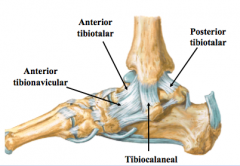 Deltoid (Medial Collateral) (p635 fig 5.65) 
(i)	Protects against eversion of ankle in different degrees of plantarflexion/dorsiflexion
(ii)	4 sections named after the each bone that they attach to
1.	Tibionavicular
2.	Anterior tibiotalar 
3.	posteri