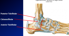 Lateral Collateral (p634 fig 5.64) 
(i)	generally opposes inversion of ankle)
(ii)	3 sections named after the bony attachments 
1.	Anterior talofibular 
a.	clinical:  classic site of “ankle sprain”
2.	Posterior talofibular 
3.	Calcaneofibular
