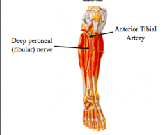 Nerve and blood Supply of the anterior compartment
a.	deep fibular nerve descends in the anterior copmpartment and supplies the muscles of the anterior compartment (p579) (p581, fig5.35)(p582, table5.10) 

b.	anterior tibial artery(p579) (p574, fig 5.3