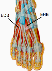 Dorsum of the foot (p599, fig 5.34) 
a.	Extensor Hallucis Brevis 
P =  Dorsal aspect of calcaneus
D = lateral side of base of proximal phalanx of great toe
N = deep fibular (L5, S1)
A = helps extend proximal phalanx of great toe

b.	Extensor Digito