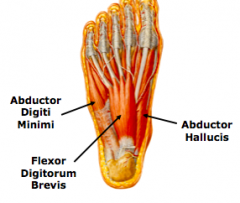 First Layer (“flexor digitorum surrounded by two abductors”)
•	Abductor hallucis 
P =  medial tubercle of tuberosity of calcaneus, flexor retinaculum, and plantar aponeurosis
D = medial side of base of proximal phalanx of 1st digit
N = medial plantar 