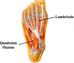 Second Layer
•	Quadratus plantae 
P = medial surface of lateral margin of plantar surface of calcaneus
D = posterior-lateral margin of tendon of FDL
N = lateral plantar (S2 and S3)
A = assists FDL in flexing lateral four toes; actually helps to keep 