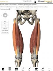 What is the origin and insertion of the Vastus Lateralis?