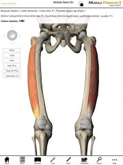 Origin:  Anterior and inferior border of the greater trochanter, lateral region of the gluteal tuberosity, lateral lip of the linea aspera of the femur. 

Insertion:  Base of patella and tibial tuberosity of the tibia.