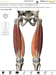 What is the origin and insertion of the Vastus Medialis?