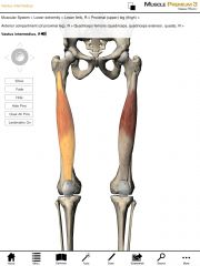 Origin:  Anterior-lateral regions of the upper two-thirds of the femur.

Insertion:  Base of patella, tibial tuberosity of the tibia.