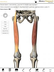 Origin:  Anterior-inferior iliac spine of the pelvis.

Insertion:  Base of the patella, tibial tuberosity of the tibia.