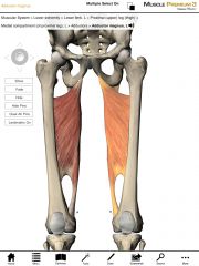 Origin:  Ischial ramus fo the pelvis.

Insertion:  Linea aspera of the femur.
