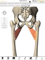 Origin:  Anterior surface of the inferior pubic ramus of the pelvis. 

Insertion:  Proximal one-third of the linea aspera of the femur.