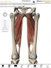 What is the origin and insertion of the Gracilis muscle?