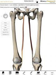 Origin:  Anterior aspect of the lower body of the pubis.

Insertion:  Proximal medial surface of the tibia (pes anserine)