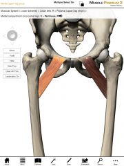 Origin:  Pectineal line on the superior pubic ramus of the pelvis.

Insertion:  Pectineal line on the posterior surface of the upper femur.