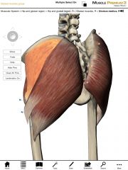 What is the origin and insertion of the Gluteus Medius?