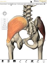 Origin:  Outer surface of the ilium of the pelvis.

Insertion:  Lateral surface of the greater trochanter on the femur.