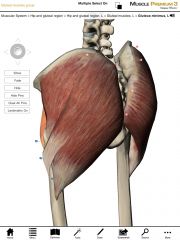 What is the origin and insertion of the Gluteus Minimus?