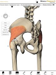 Origin:  Ilium of the pelvis between the anterior and inferior gluteal line.

Insertion:  Greater trochanter of the femur.