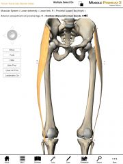 Origin:  Outer surface of the iliac crest just posterior to the anterior-superior iliac spine of the pelvis. 

Insertion:  Proximal one-third of the iliotibial band.