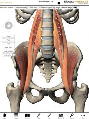 What is the origin and insertion of the Psoas muscles?