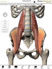What is the origin and insertion of the Iliacus muscle?