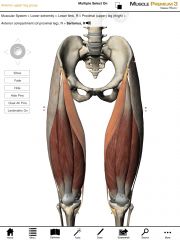 What is the origin and insertion of the Sartorius muscle?