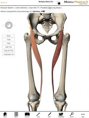 Origin:  Anterior-superior iliac spine of the pelvis. 

Insertion:  Proximal-medial surface of the tibia.