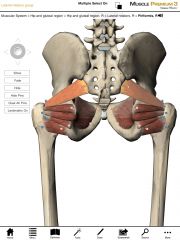 What is the origin and insertion of the Piriformis muscle?
