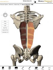 Origin:  Pubic symphysis of the pelvis.

Insertion:  Ribs 5-7 and at the xiphoid process of the sternum.