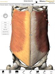 Origin:  External surface of ribs 4-12

Insertion:  Anterior iliac crest of the pelvis, linea alba, and contralateral rectus sheaths.