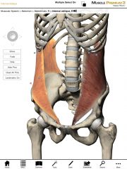 Origin:  Anterior two-thirds of the iliac crest of the pelvis and thoracolumbar fascia.

Insertion:  Ribs 9-12, linea alba, and contralateral rectus sheaths.