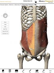 What is the origin and insertion of the Transverse Abdominis?